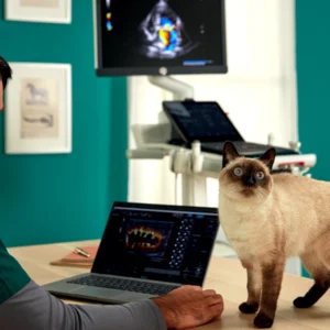 Ultraschall in der Tiermedizin.